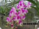 Aerides Korat Koki